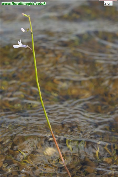 Lobelia dortmanna