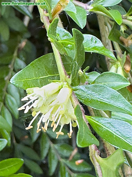 Lonicera pileata