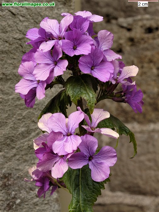 Lunaria annua