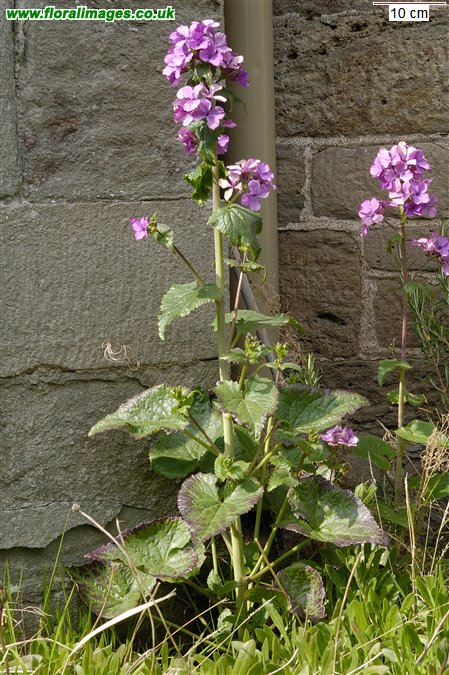 Lunaria annua