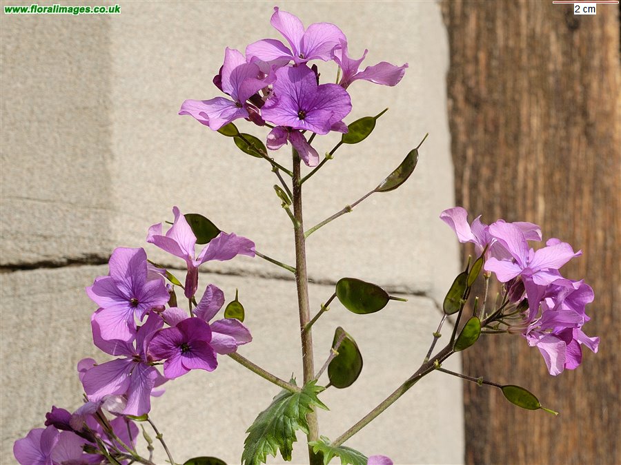 Lunaria annua
