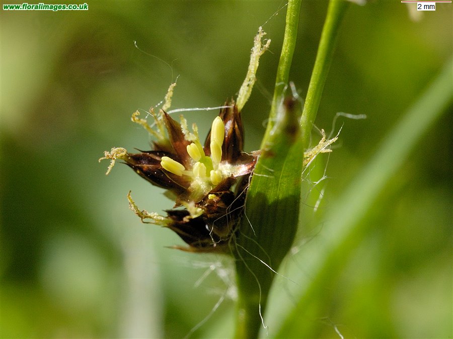 Luzula campestris