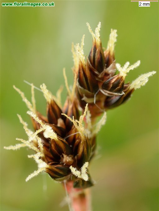 Luzula campestris