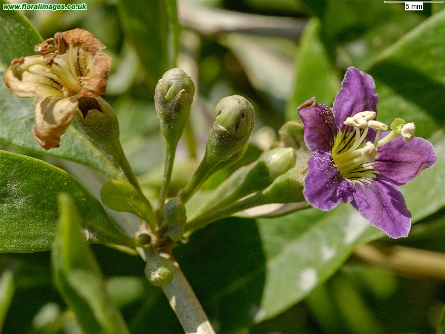 Lycium barbarum