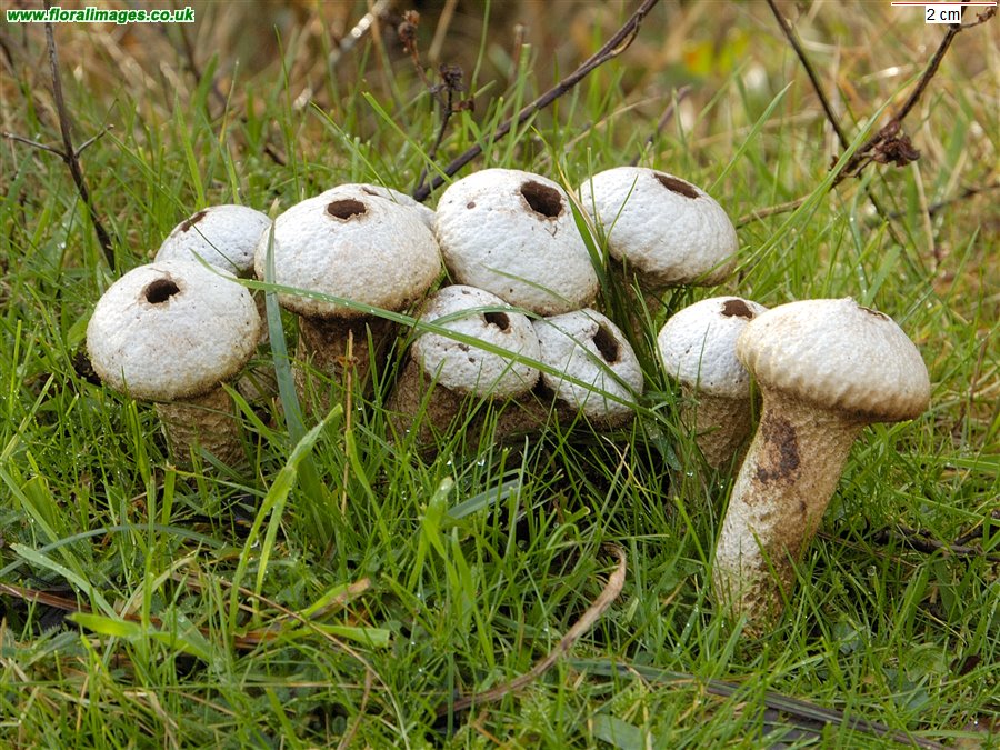 Lycoperdon sp.