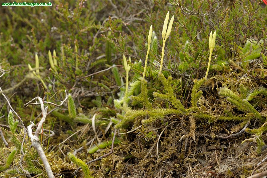 Lycopodium clavatum