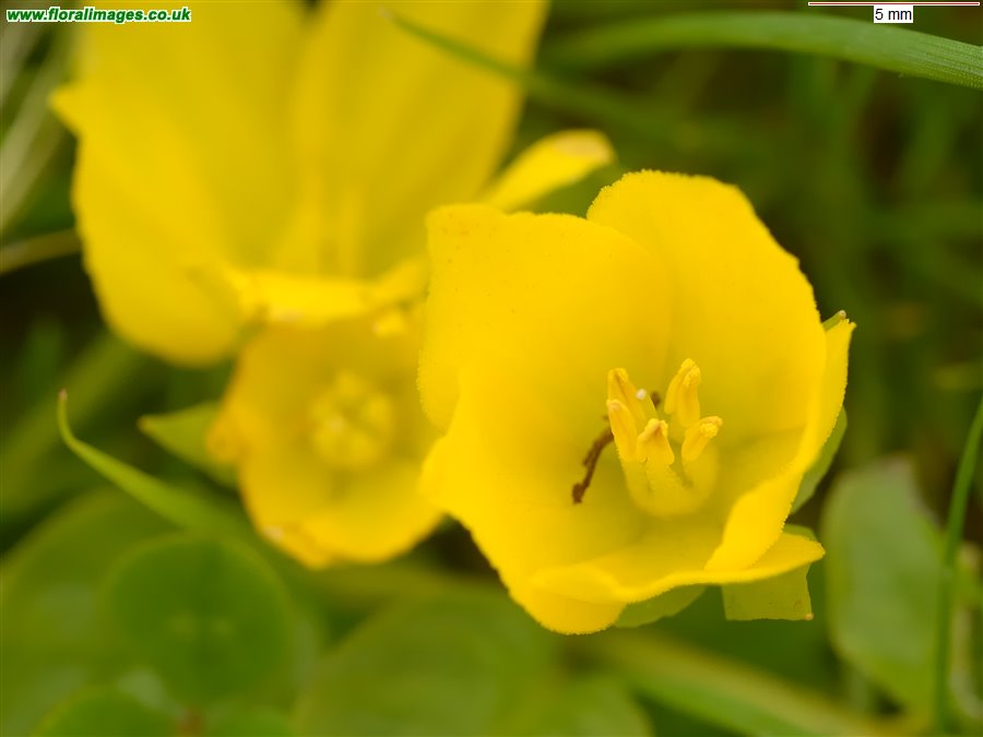 Lysimachia nummularia