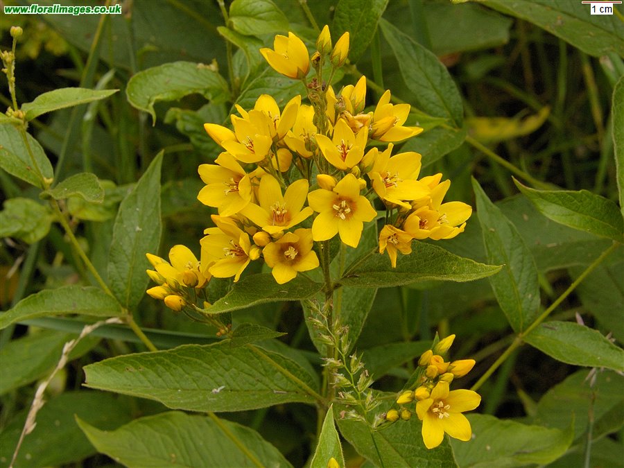 Lysimachia vulgaris