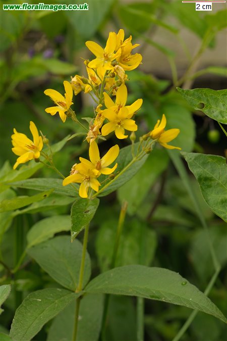 Lysimachia vulgaris