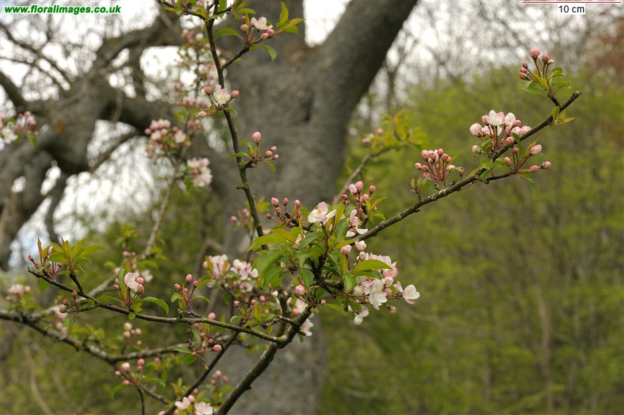 Malus sylvestris