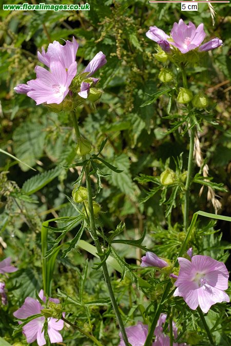 Malva moschata