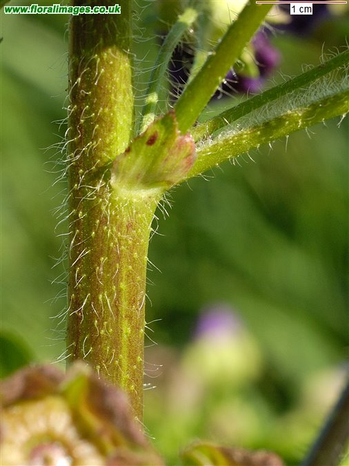 Malva sylvestris