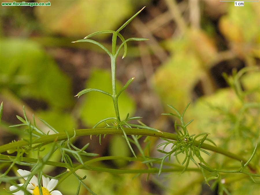 Matricaria chamomilla
