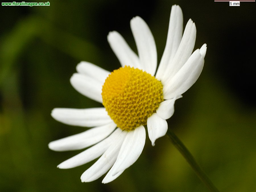 Matricaria chamomilla