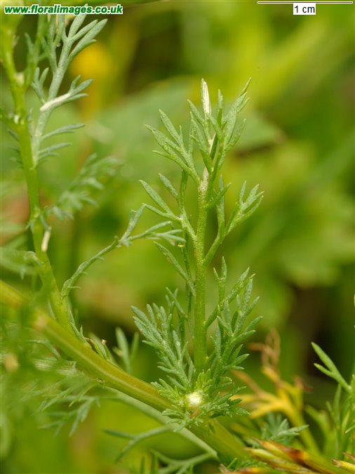 Matricaria discoidea