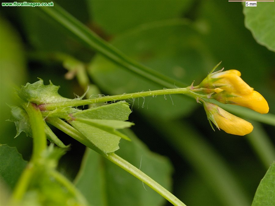 Medicago arabica