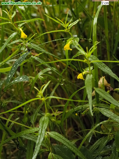 Melampyrum sylvaticum