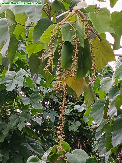 Melanolepis multiglandulosa