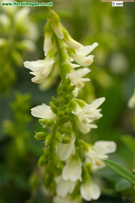 Melilotus albus