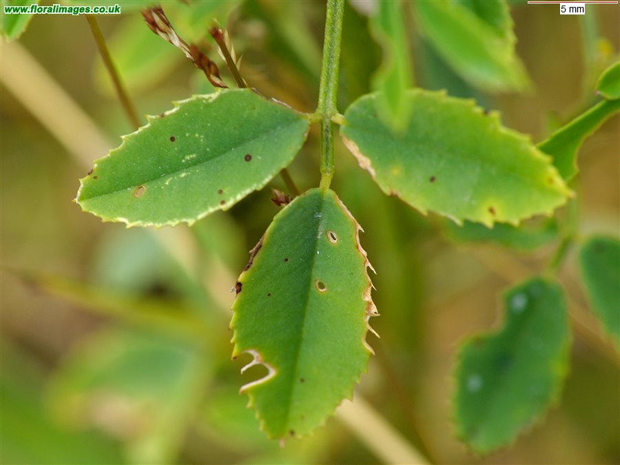 Melilotus officinalis
