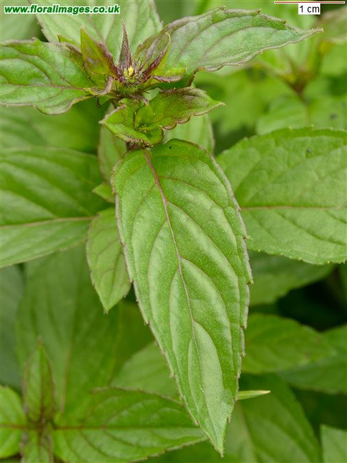 Mentha x piperita