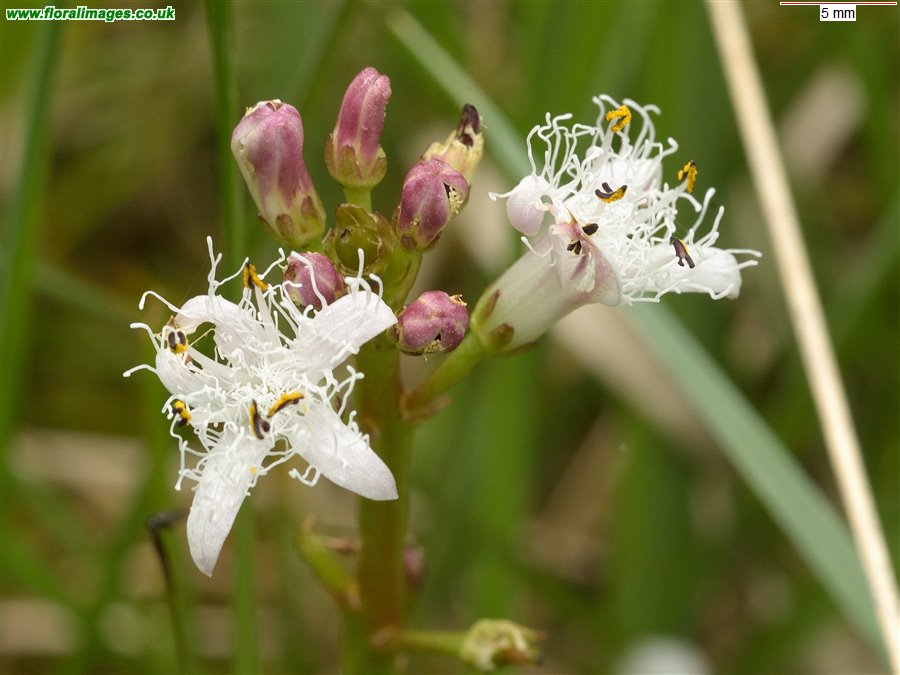 Menyanthes trifoliata