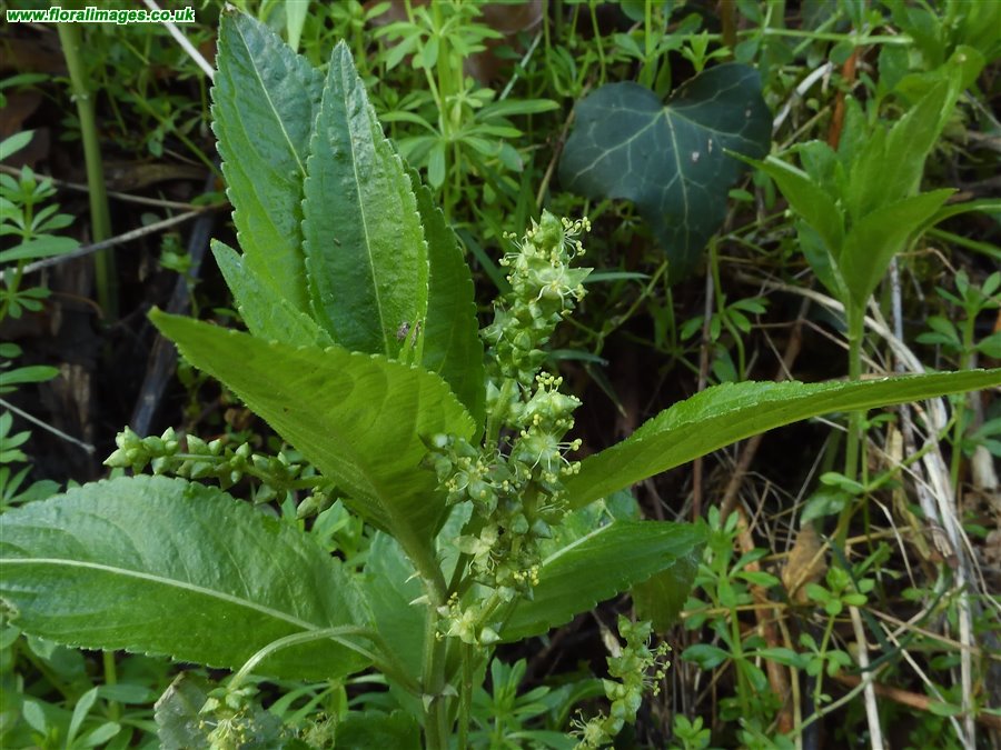 Mercurialis perennis