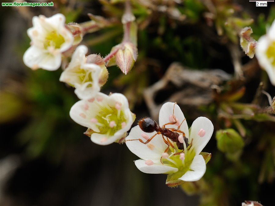 Minuartia recurva