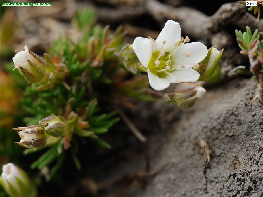 Minuartia recurva