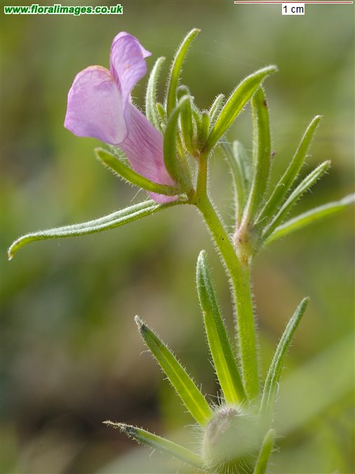 Misopates orontium