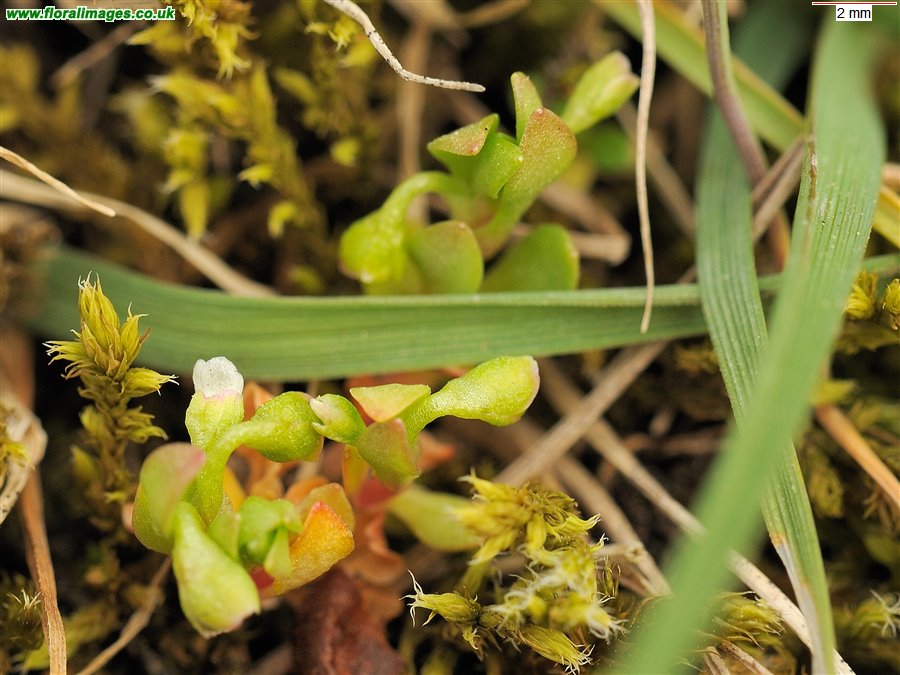 Montia fontana