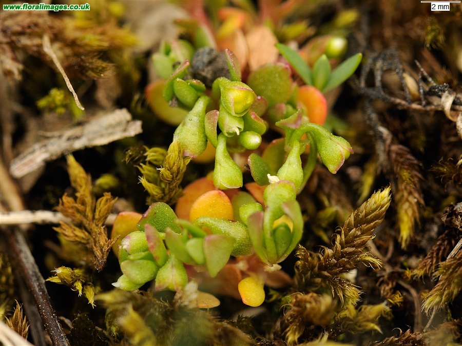 Montia fontana