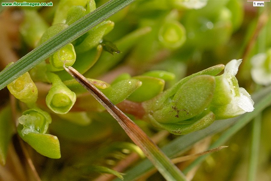 Montia fontana