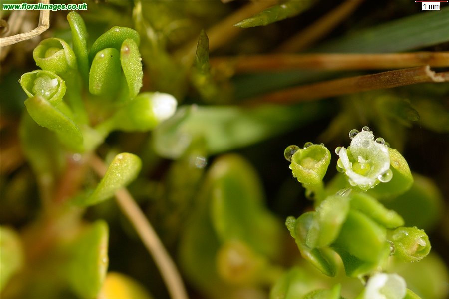Montia fontana