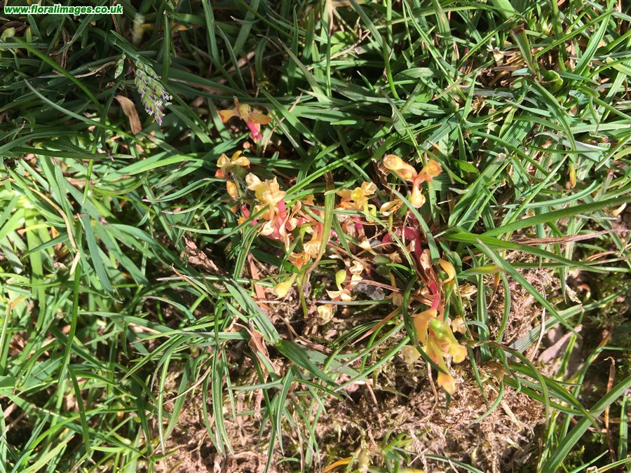 Montia fontana