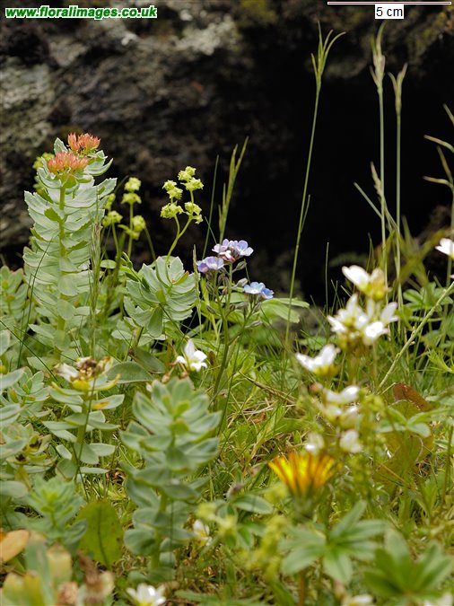 Myosotis alpestris