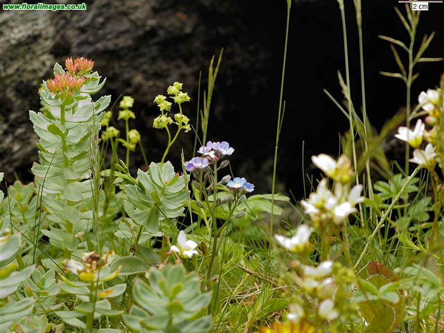 Myosotis alpestris