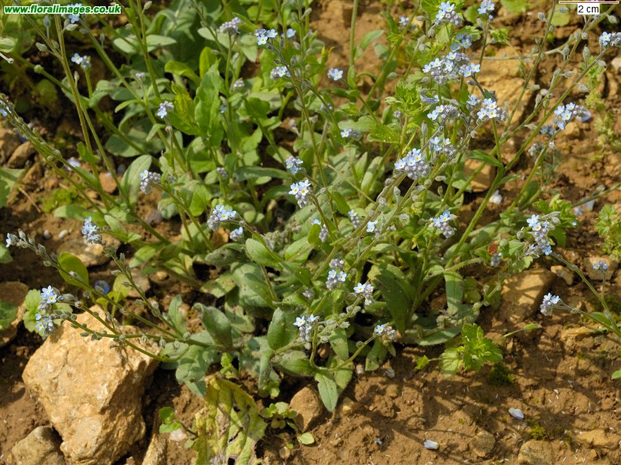 Myosotis arvensis