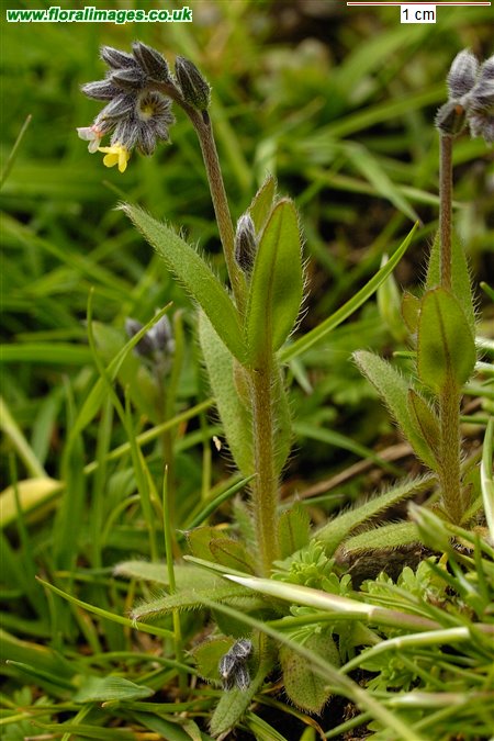 Myosotis discolor