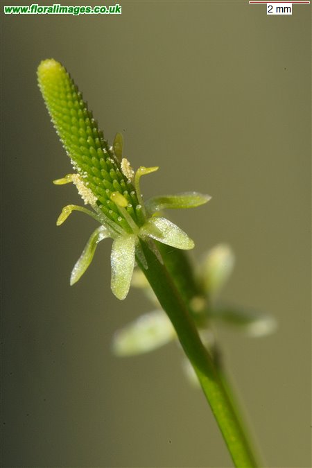 Myosurus minimus
