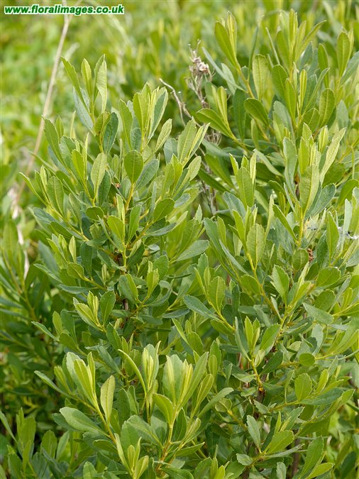 Myrica gale