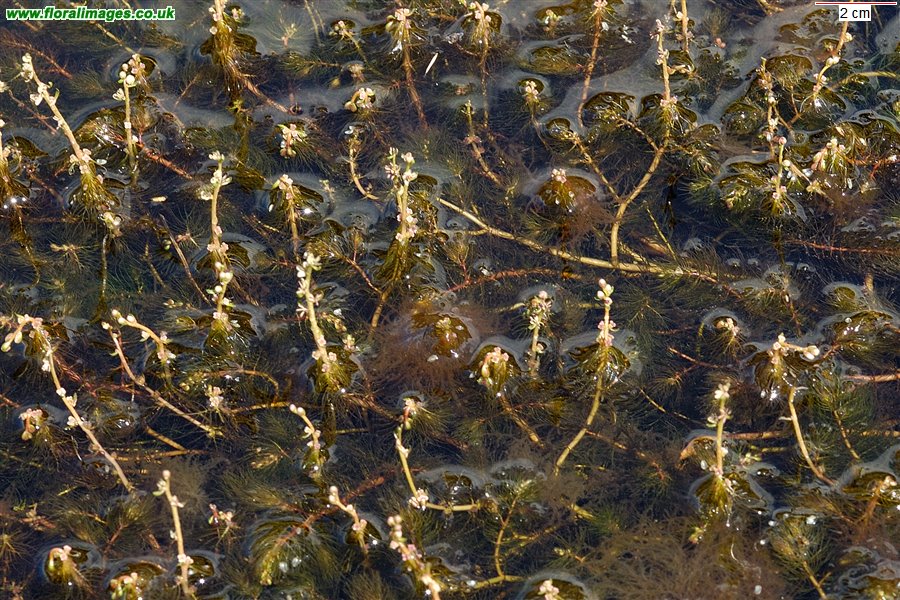 Myriophyllum alterniflorum