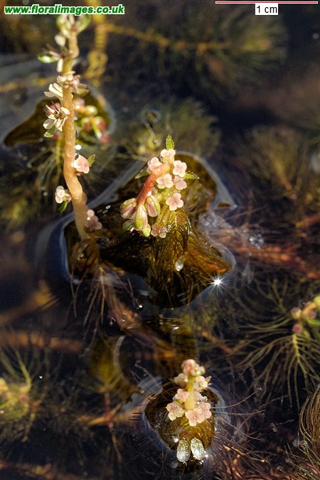 Myriophyllum alterniflorum