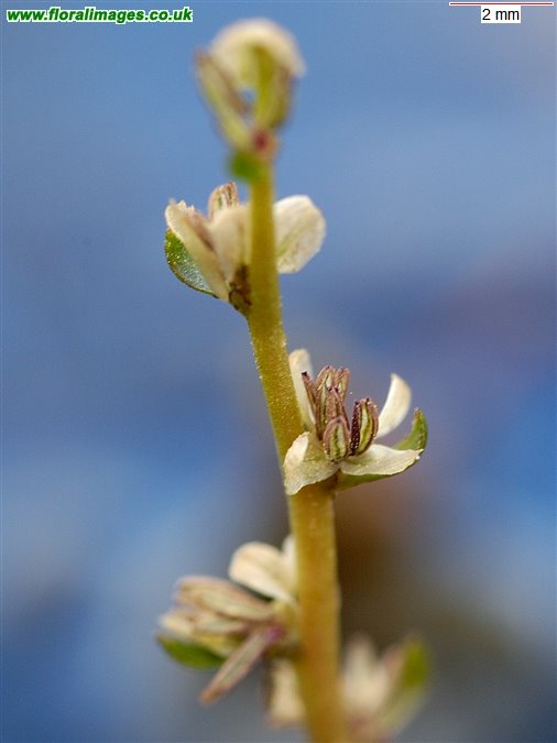 Myriophyllum alterniflorum