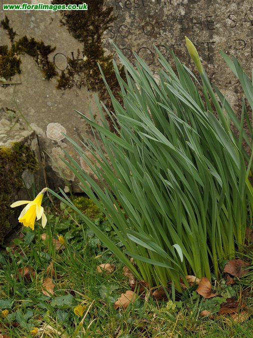 Narcissus macrolobus