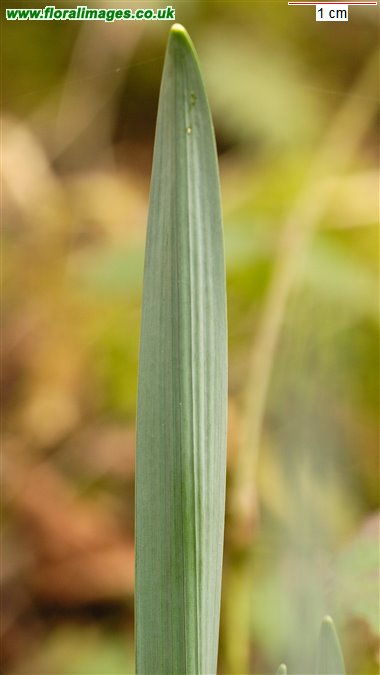 Narcissus obvallaris