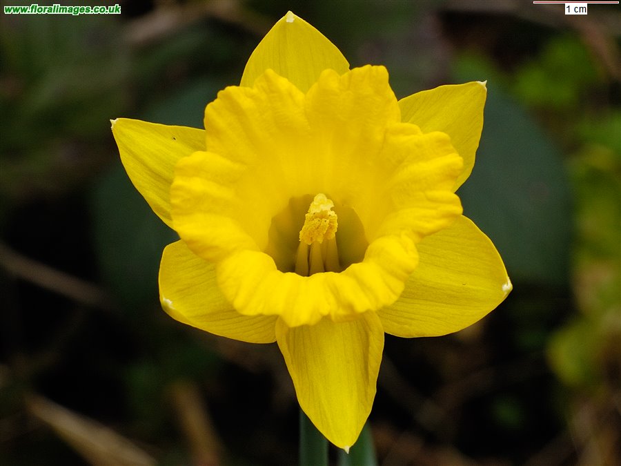 Narcissus obvallaris