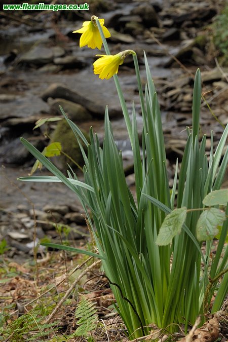 Narcissus obvallaris