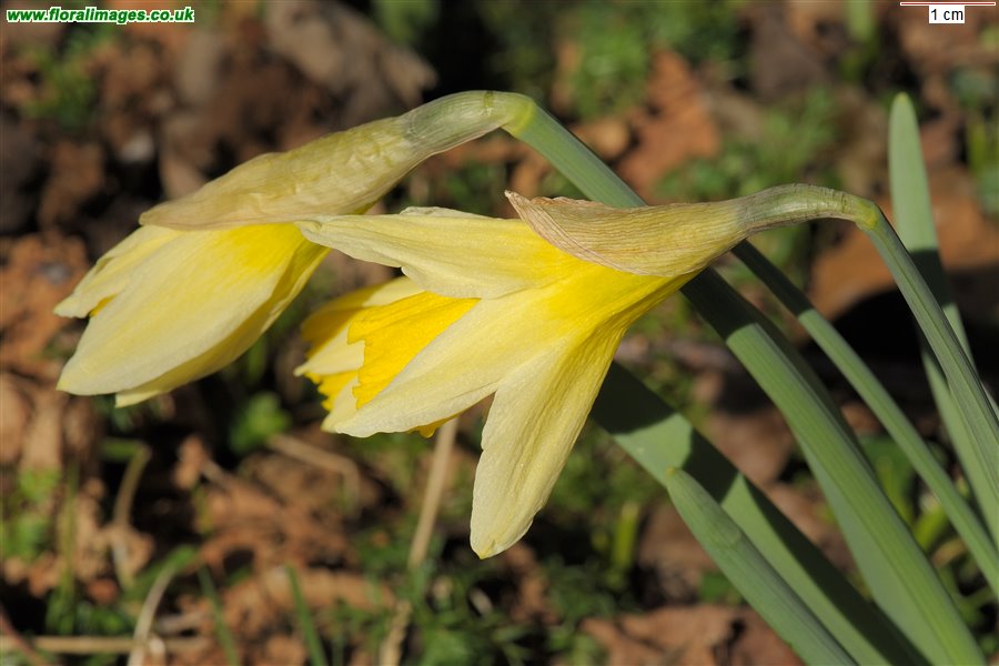 Narcissus pseudonarcissus