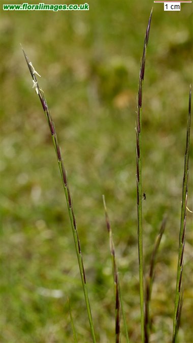 Nardus stricta